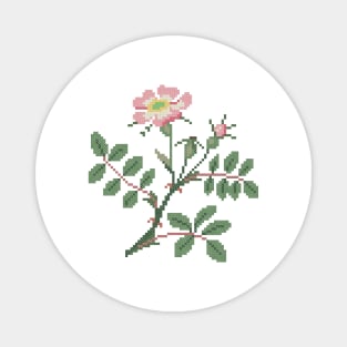 Iowa North Dakota State Flower Wild Prairie Rose Magnet